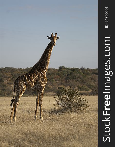 Giraffe standing in the grass infront of a small tree looking at the photographer