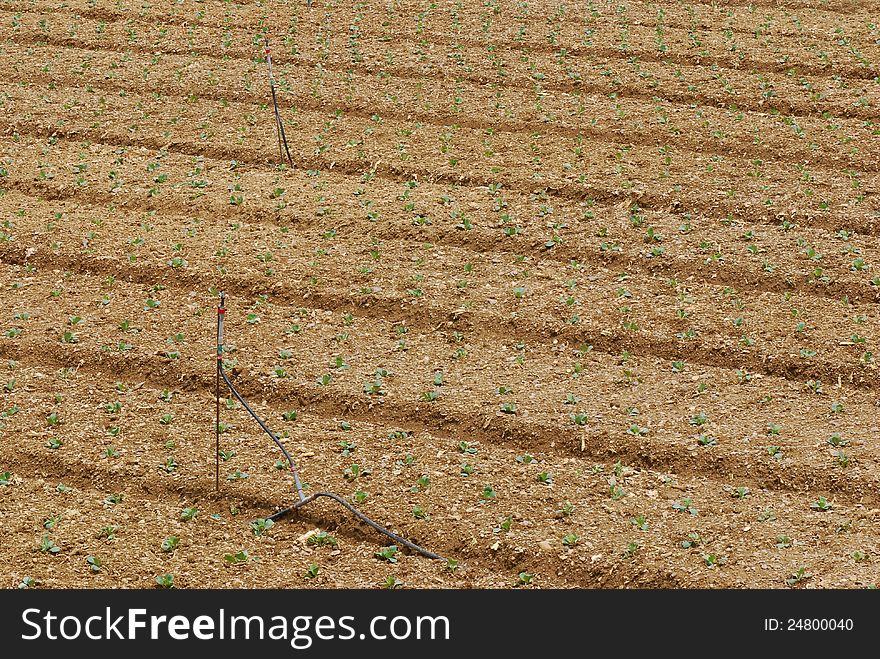Seedling of vegetable in cabbage farmland. Seedling of vegetable in cabbage farmland.
