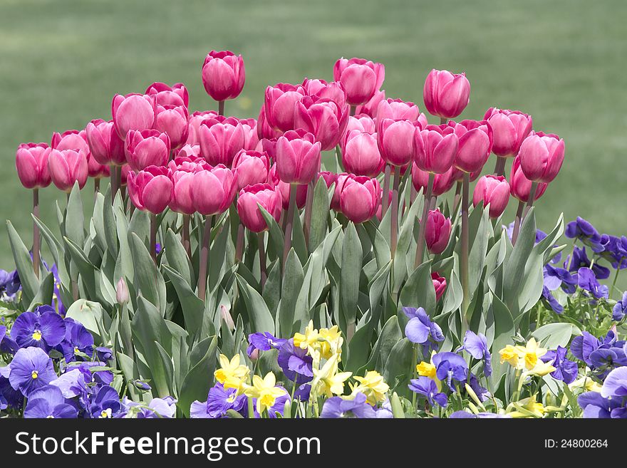 Tulips and flowers in garden