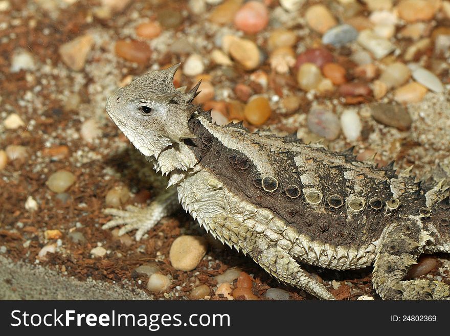 Mexican Horned Lizard Facing Left With Blurred Background