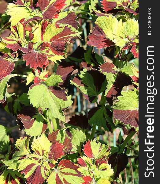 Colorful leaves of the plants in a garden