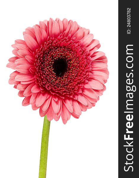Single pink gerbera on a white background