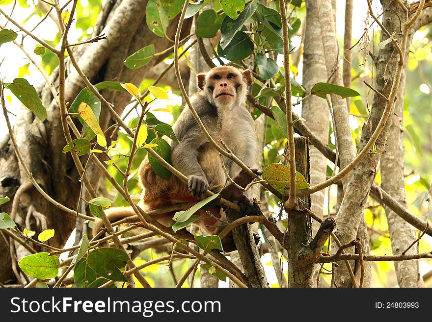 Monkey on an asian forest tree. Monkey on an asian forest tree