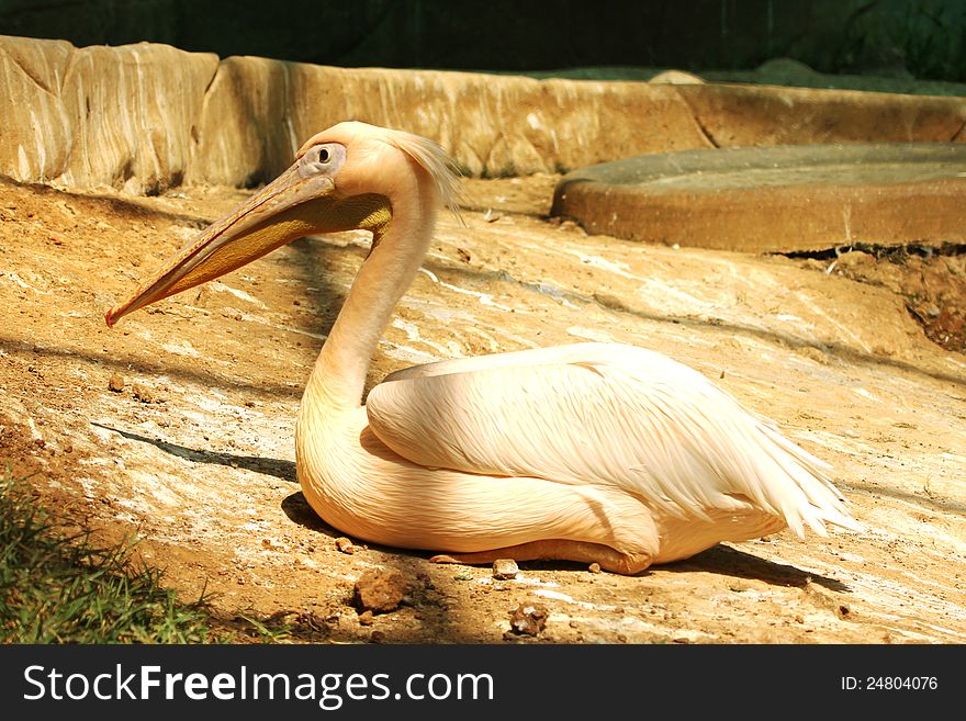 Rosy pelican resting in an indian zoological park. Rosy pelican resting in an indian zoological park