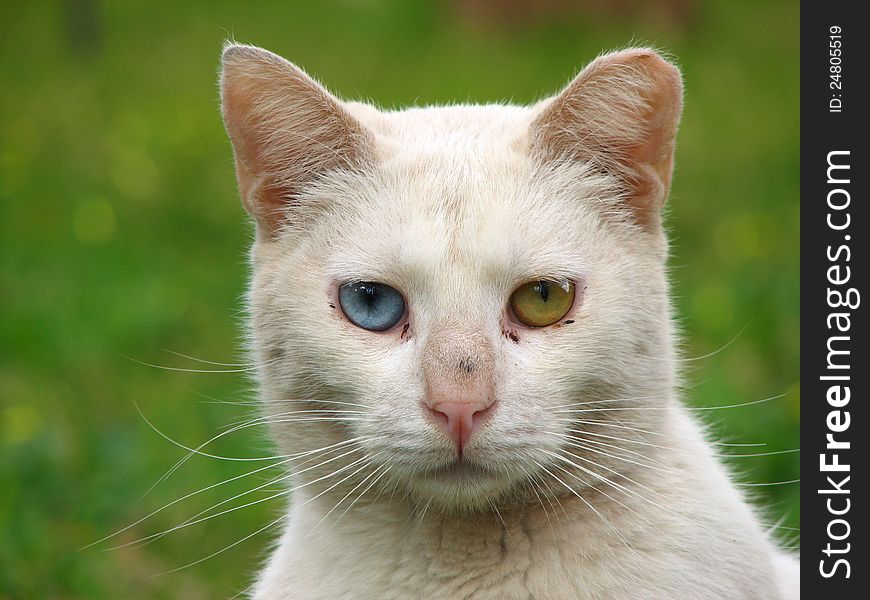 White stray cat with different eyes, blue and green on a grassy background. White stray cat with different eyes, blue and green on a grassy background.