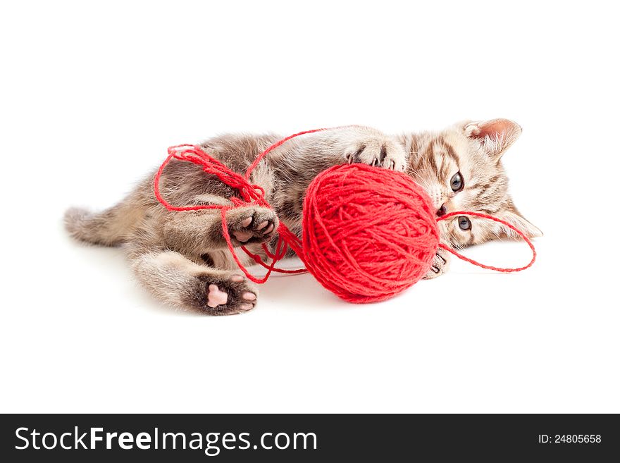 Tabby kitten playing red clew or ball on white