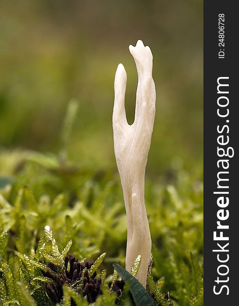 Funny Ramaria flava mushroom close-up. Funny Ramaria flava mushroom close-up