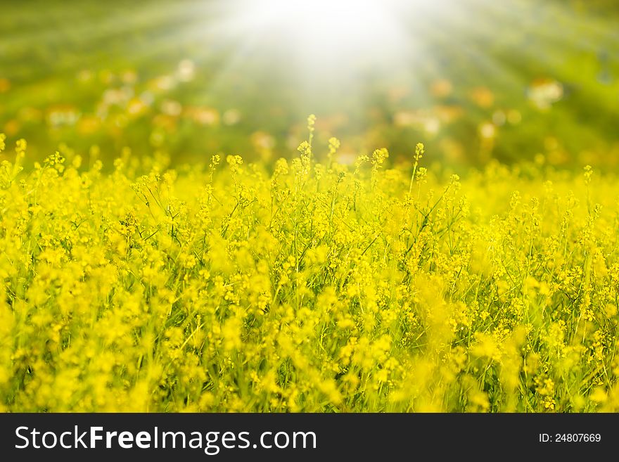 Rapeseed and sulight