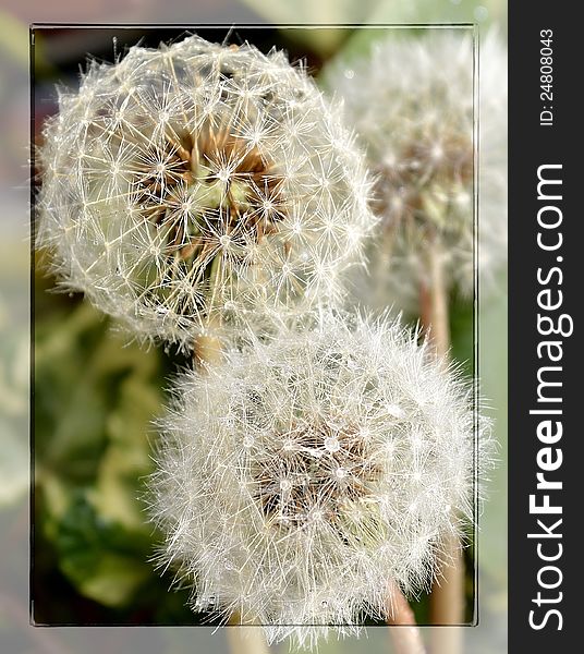 Macro image of dandelion seed heads