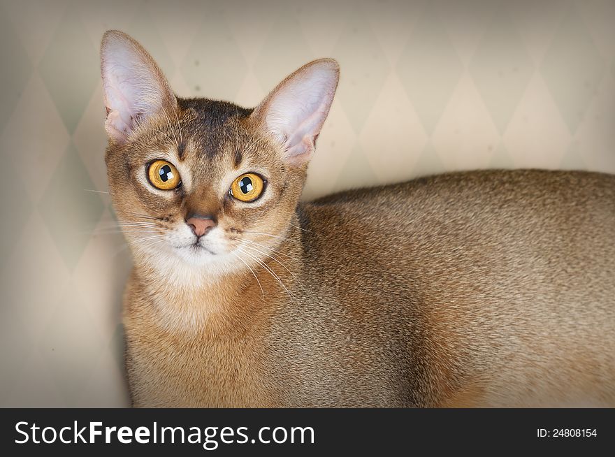 Gorgeous Female Abysssinian Cat