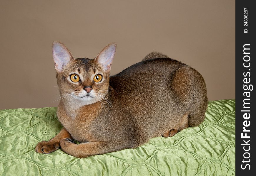 Exotic female Ruddy Abyssinian cat in studio. Exotic female Ruddy Abyssinian cat in studio