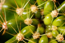 Bright Green Grusonii Cactus Closeup With Spines Stock Photos