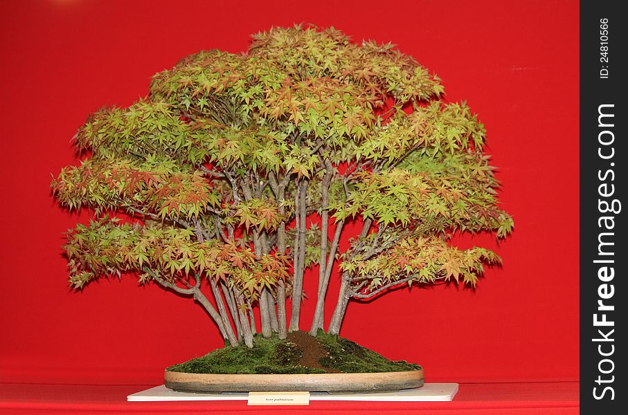 A Decorative Acer Palmatum Bonsai Miniature Tree.