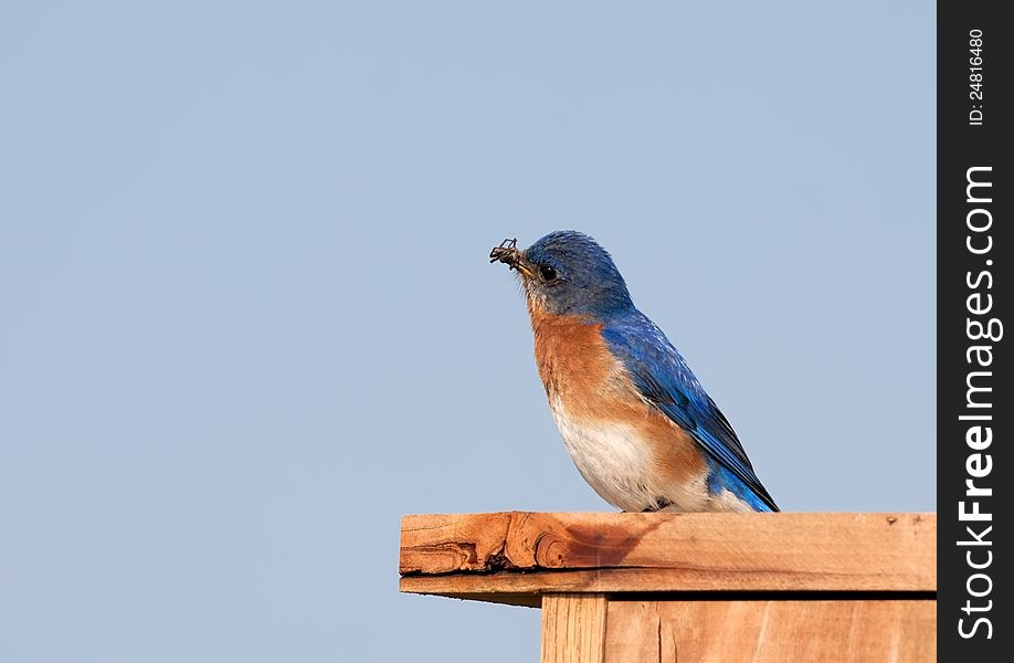 An Eastern Bluebird with an insect in its beak. An Eastern Bluebird with an insect in its beak.
