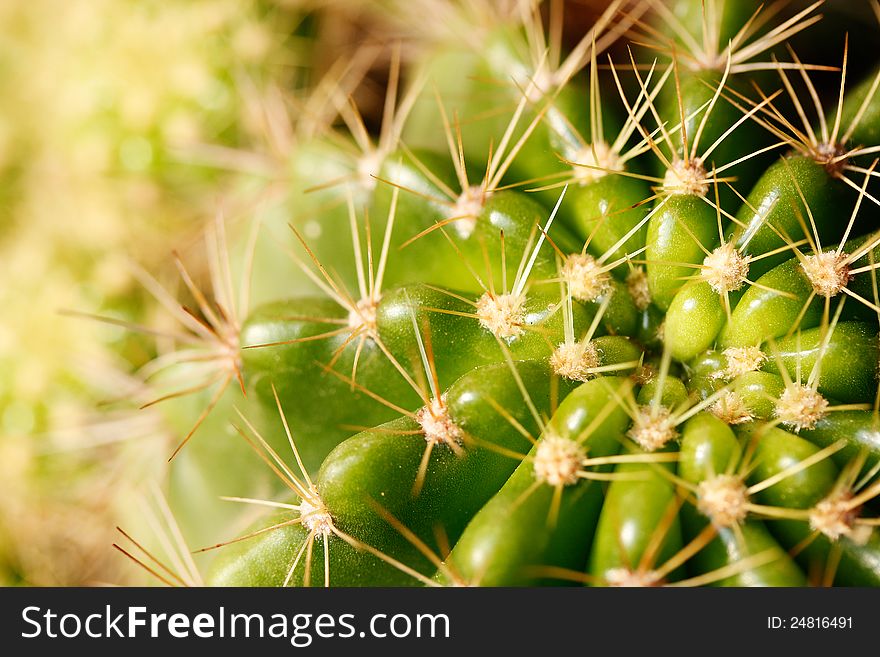 Macro shot of grusonii cactus in vivid green with spines and space for text. Macro shot of grusonii cactus in vivid green with spines and space for text