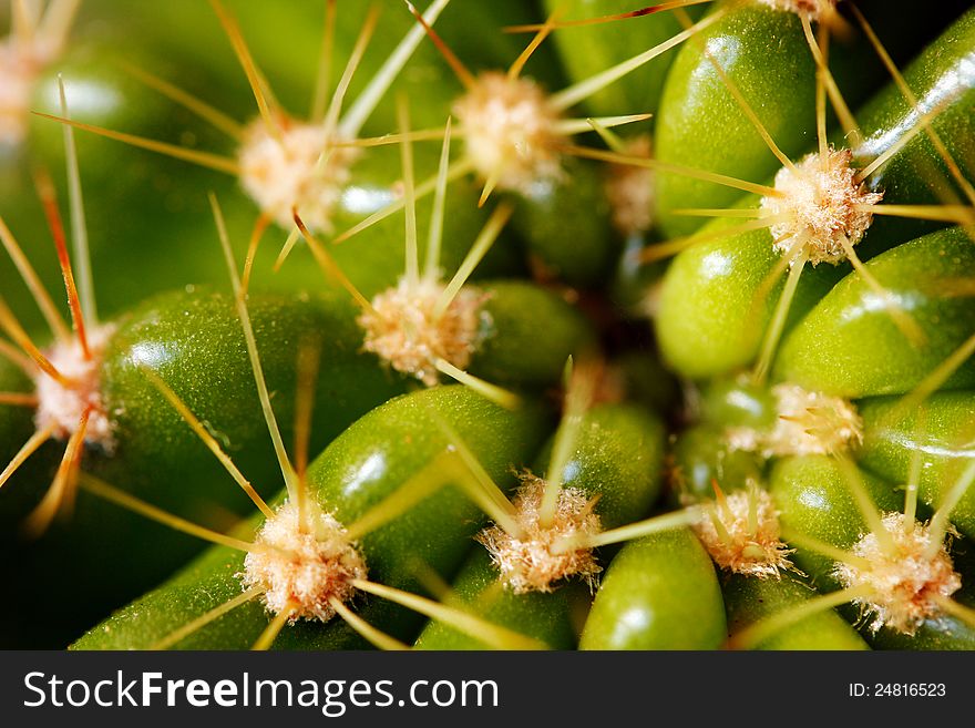 Closeup of grusonii cactus in bright green with spines and space for text. Closeup of grusonii cactus in bright green with spines and space for text