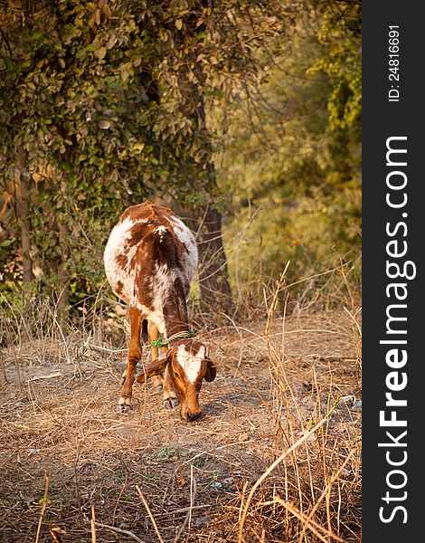 Goat in sunlight eating some grass. Goat in sunlight eating some grass