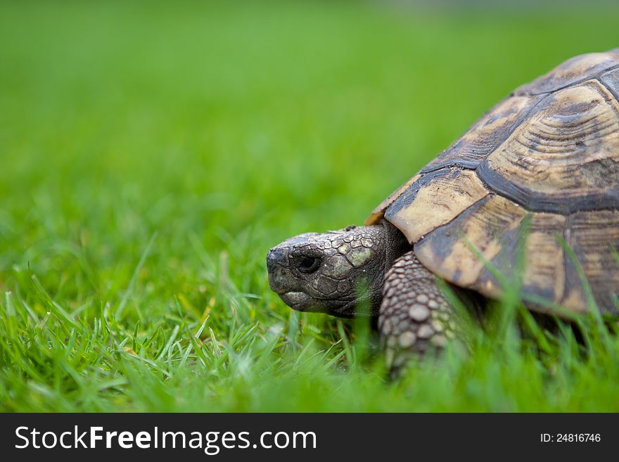 Turtle walks on the grass on a sunny day