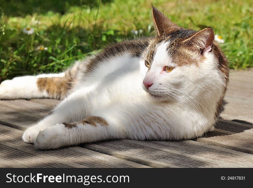 Cat on terrace