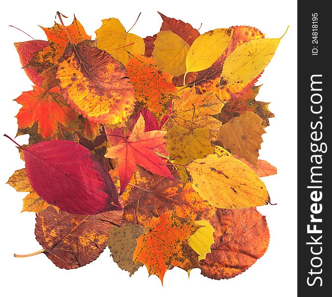 Autumn leaves of all colors on a white background. Autumn leaves of all colors on a white background