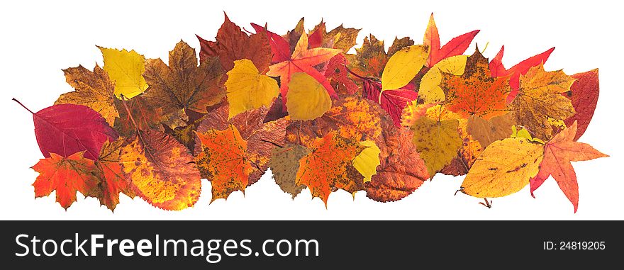 Autumn leaves of all colors on a white background. Autumn leaves of all colors on a white background