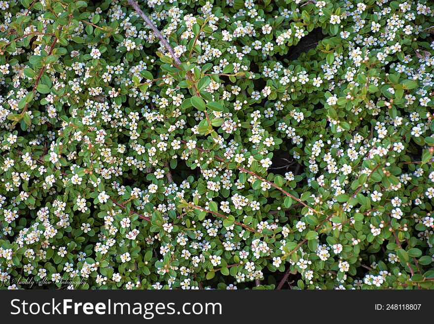 Flowering shrub in late spring.