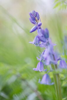 Bluebells, Selective Focus, Spring Motive Stock Photos Bluebells, Selective Focus, Spring Motive Stock Photos
