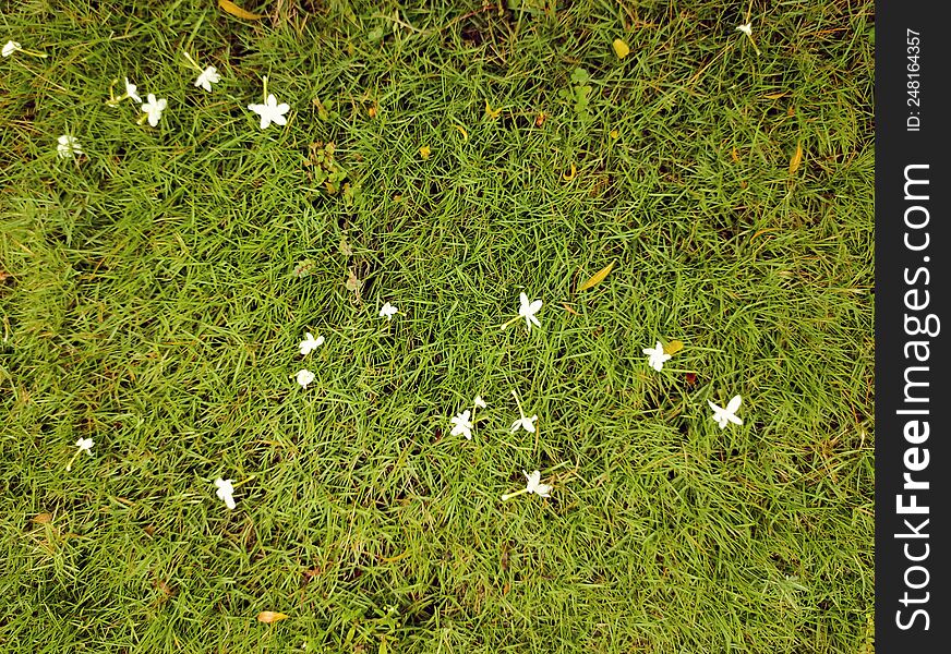 Yellowish green grass with small white flowers