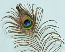 Peacock Feather On A Green Backgrou Stock Photo Peacock Feather On A Green Backgrou Stock Photo