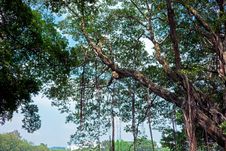 Banyan Tree Stock Image