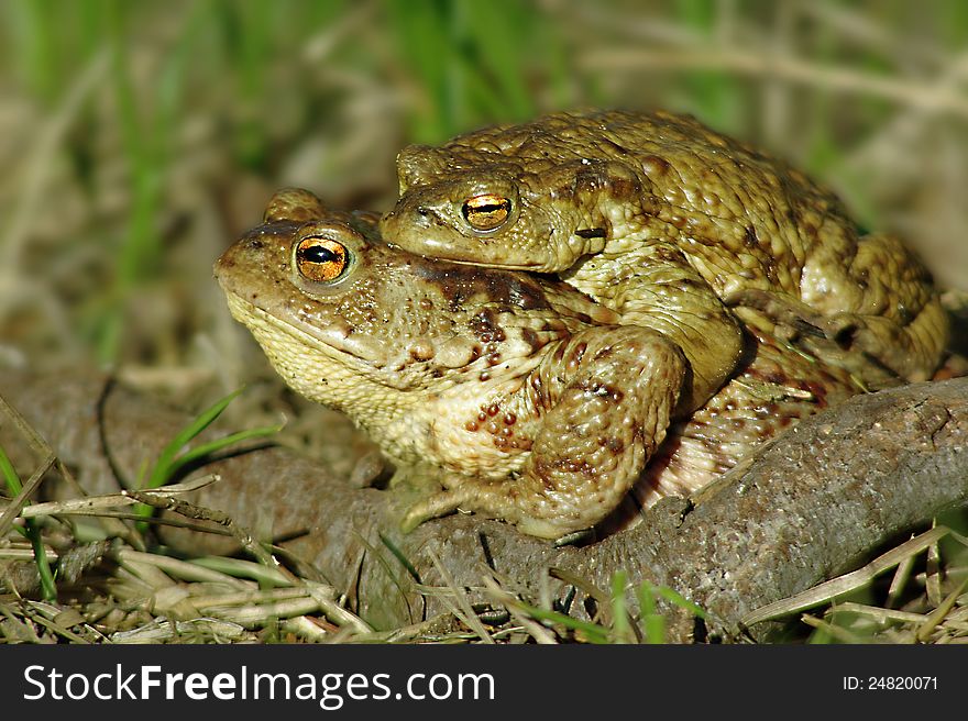 Mating frogs.Male and female toads.