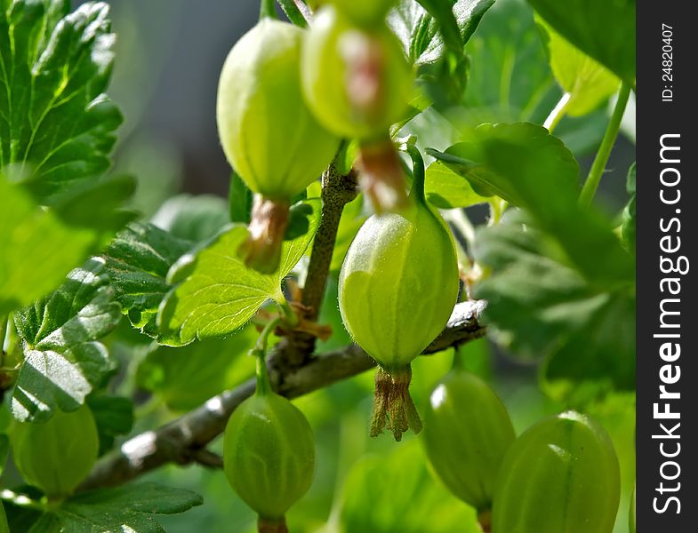 Gooseberries on a branch is maturing berries. The spring sun warms them with its warmth. Gooseberries on a branch is maturing berries. The spring sun warms them with its warmth.