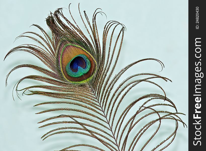 On a light background, close-up shows a peacock feather. In bright light clearly visible to the texture and color transitions. On a light background, close-up shows a peacock feather. In bright light clearly visible to the texture and color transitions.