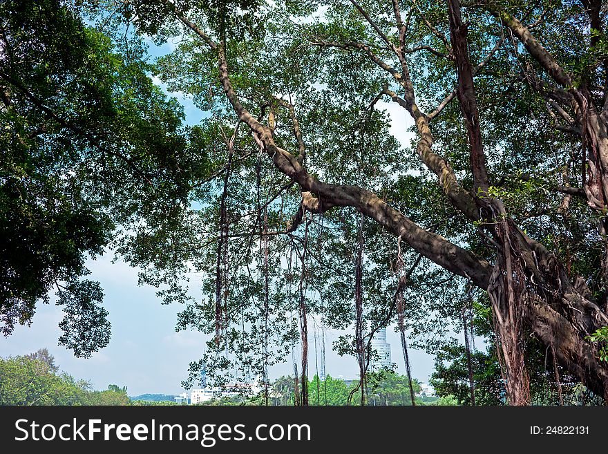 A big banyan tree branch