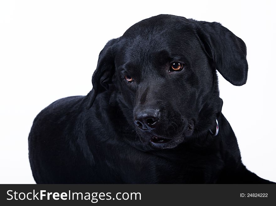 Black Labrador isolated on white