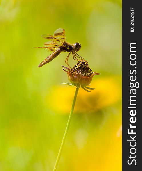 Dragonfly resting on a flower stem