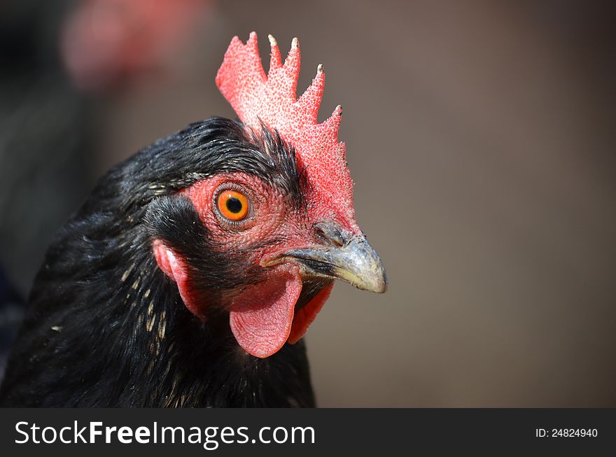 Hen with blurred grey background