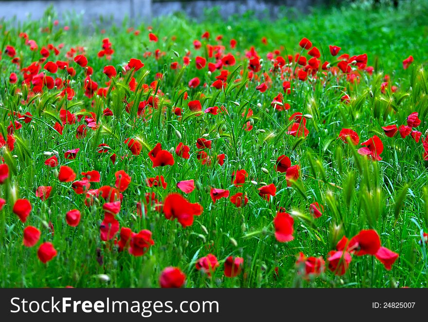 Detail of field of wild poppies