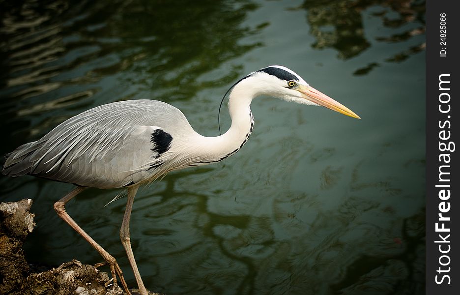 Great Blue Heron by the river