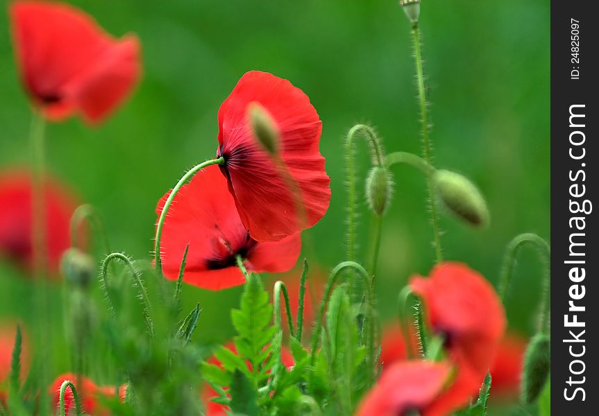 Detail of field of wild poppies