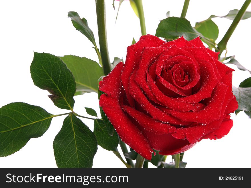 Closeup of red roses with dew on isolated white background
