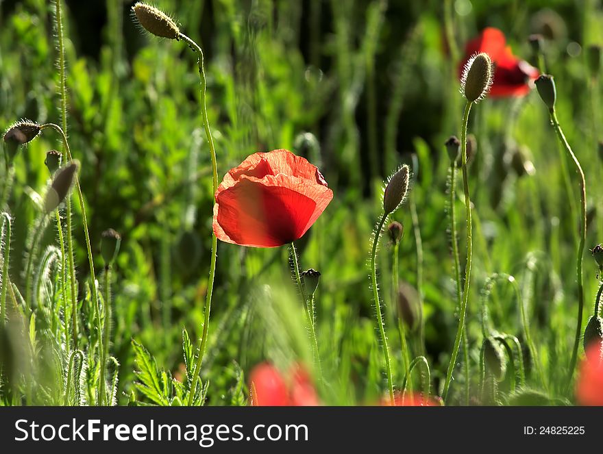 Nice field of red poppies