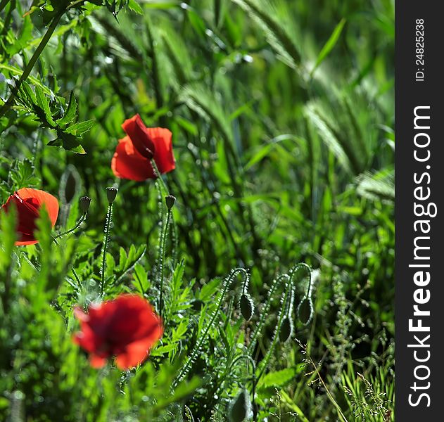 Nice field of red poppies