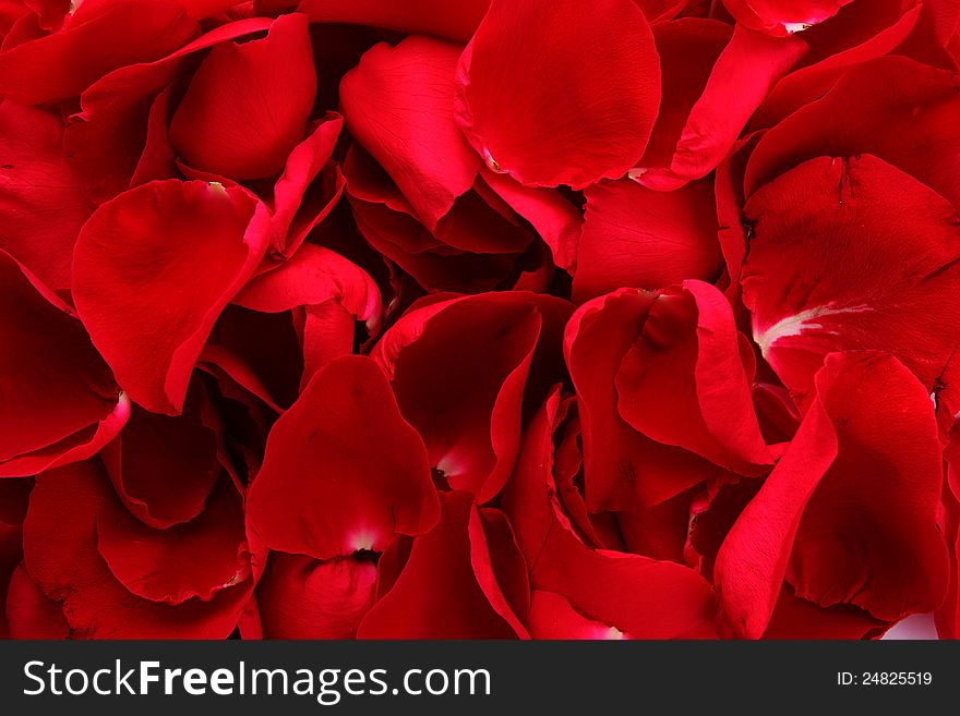 Beautiful petals of red roses closeup