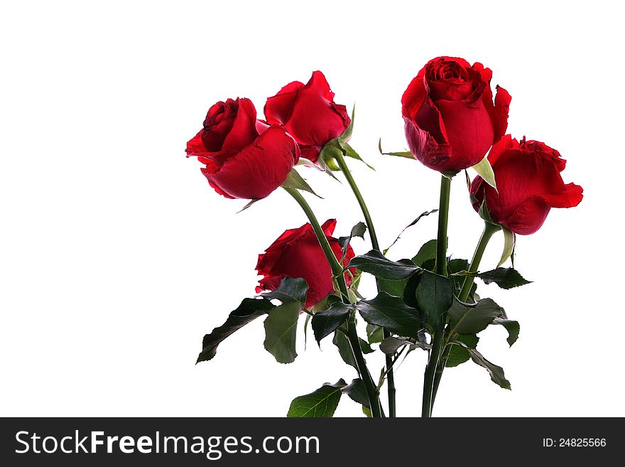 Group of rose on white background with copyspace