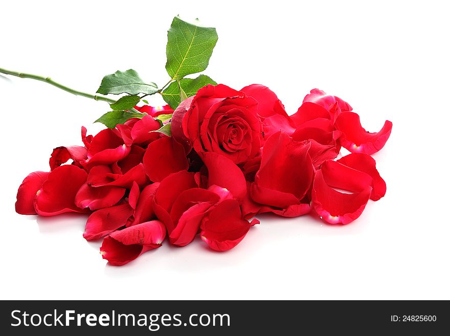 Red Rose & Petals