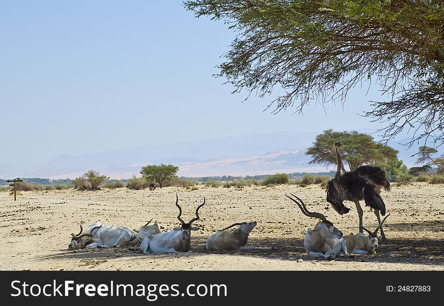 The Arabian oryx (Oryx leucoryx) and african ostrich (Struthio camelus) in biblical Hai-Bar Yotvata nature reserve, 25 km north of Eilat, Israel. The Arabian oryx (Oryx leucoryx) and african ostrich (Struthio camelus) in biblical Hai-Bar Yotvata nature reserve, 25 km north of Eilat, Israel