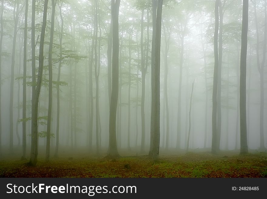 Beechwood with fog in backcloth