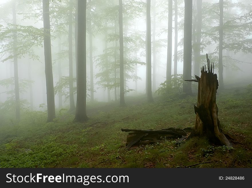 Beechwood with fog in backcloth