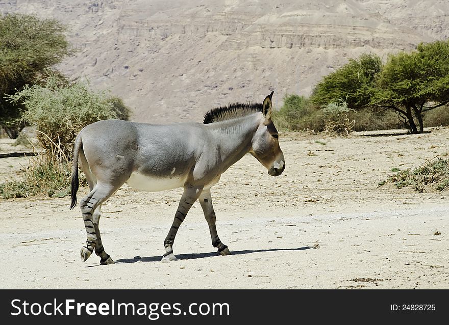 Somali ass is a protected species in nature reserve near Eilat. Somali ass is a protected species in nature reserve near Eilat